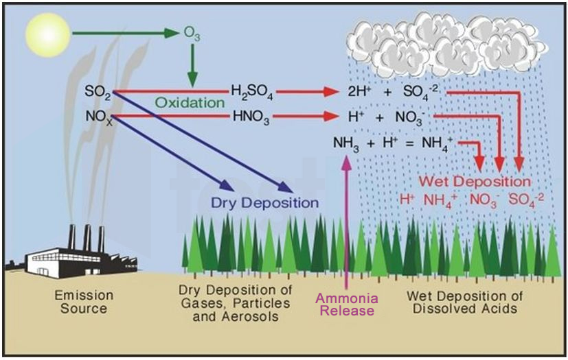 [Solved] Acid rain is due to air pollution by